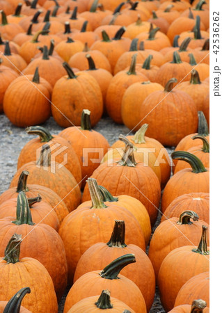 <米国>ハロウィンのパンプキン 42536262