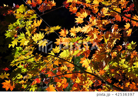 紅葉 42536397