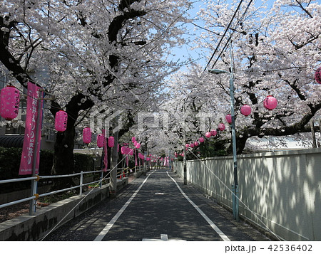 豊島区の西福寺前にある桜並木の道 42536402