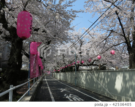 豊島区の西福寺前にある桜並木の道 豊島区の西福寺前にある桜並木の道 42536405