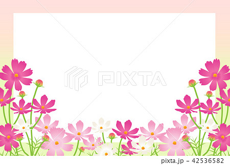 コスモス コスモス 42536582