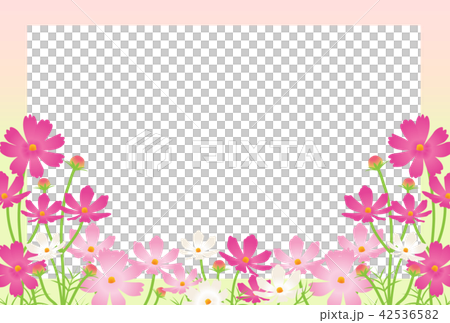 コスモス コスモス 42536582