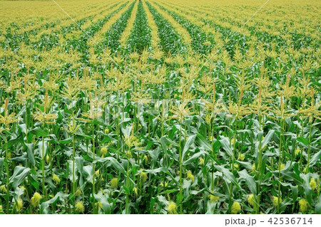 トウモロコシ畑 42536714