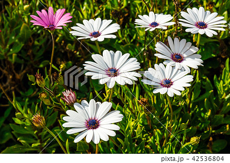 clump of hardy African daisy, Osteospermum plants 42536804