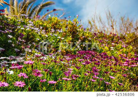 field of beautiful African daisy 42536806