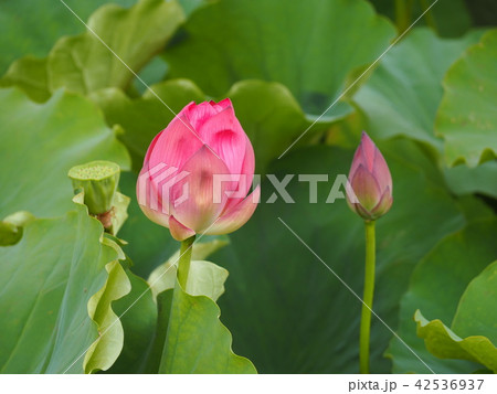 蓮の蕾 蓮の蕾 42536937