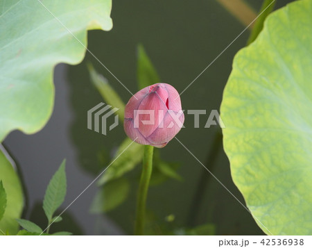 蓮の蕾 蓮の蕾 42536938