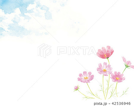 水彩　青空と秋桜 42536946