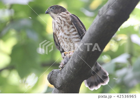 ツミの雛 ツミの雛 42536965