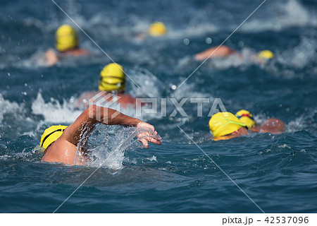 Triathlon swimmers inthe open sea,view from behind 42537096