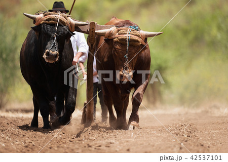 Farmer and son and buffalo plowing farmer field 42537101