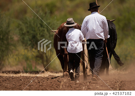 Farmer and son and buffalo plowing farmer field Farmer and son and buffalo plowing farmer field 42537102