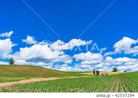 《北海道》夏の美瑛・赤い屋根の家と田園風景 《北海道》夏の美瑛・赤い屋根の家と田園風景 42537294