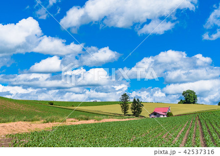 《北海道》夏の美瑛・赤い屋根の家と田園風景 42537316