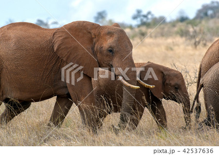 Elephant in National park of Kenya 42537636