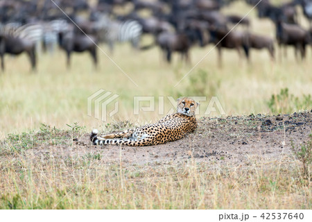 Wild african cheetah 42537640
