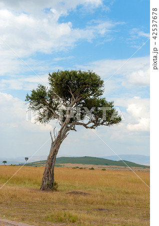 Landscape with nobody tree in Africa 42537678