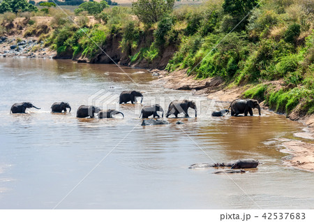 Elephant in water. National park of Kenya 42537683