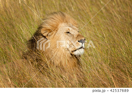 Lion male in National park of Kenya 42537689