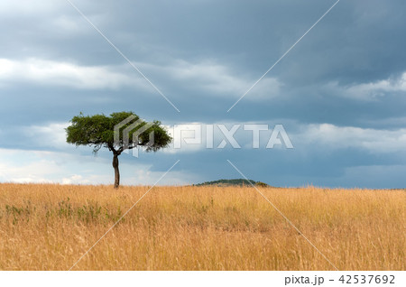Landscape with nobody tree in Africa Landscape with nobody tree in Africa 42537692