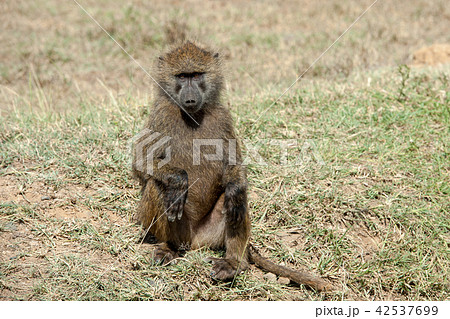 Baboon in National park of Kenya 42537699