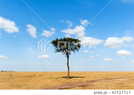 Landscape with nobody tree in Africa Landscape with nobody tree in Africa 42537717