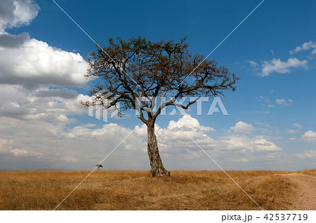 Landscape with nobody tree in Africa 42537719