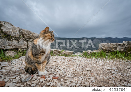 Cute cat from Kotor 42537844