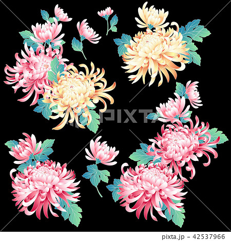 和調　菊素材 42537966