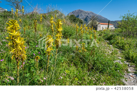 Walking path in Stari Bar 42538058