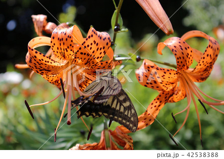 オニユリの花の蜜を吸うアゲハチョウ 42538388