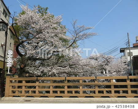 桜が咲く石神井川の板橋 桜が咲く石神井川の板橋 42538438