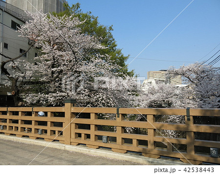 桜が咲く石神井川の板橋 42538443