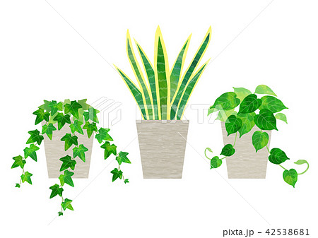 観葉植物 セット(アイビー、サンスベリア、ポトス) 観葉植物 セット(アイビー、サンスベリア、ポトス) 42538681