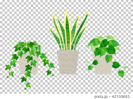 観葉植物 セット（アイビー、サンスベリア、ポトス） 42538681