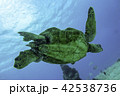 カメ 42538736