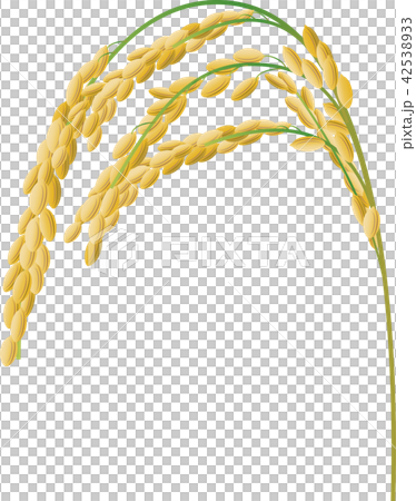 Rice 42538933