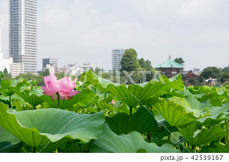 東京都　上野公園　不忍池　蓮の花 42539167