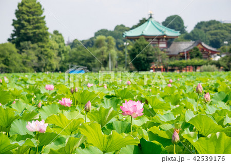 東京都　上野公園　不忍池　蓮の花 42539176
