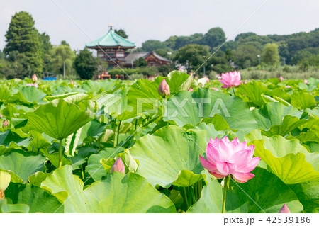 東京都　上野公園　不忍池　蓮の花 42539186