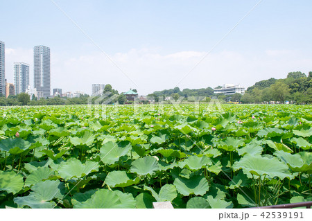 東京都　上野公園　不忍池　蓮の花 42539191