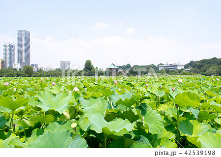 東京都　上野公園　不忍池　蓮の花 42539198