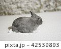 雪の日に遊ぶうさぎ 42539893