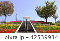 チューリップと青空と真っ直ぐの階段 42539934