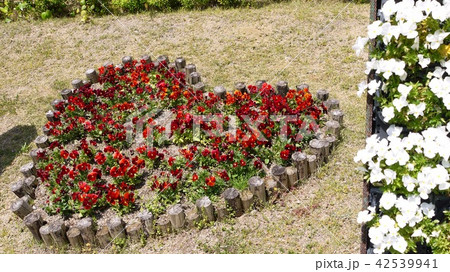 ビオラのハート ビオラのハート 42539941