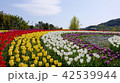 チューリップの虹 42539944