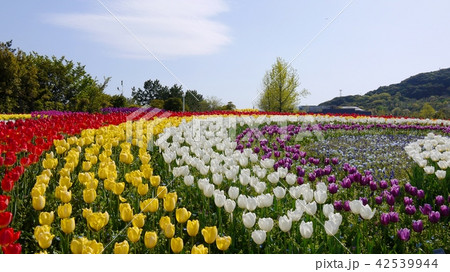 チューリップの虹 チューリップの虹 42539944
