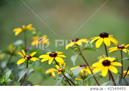 ルドベキア・タカオ 42540403