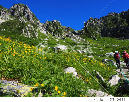 夏の千畳敷カール 42540431