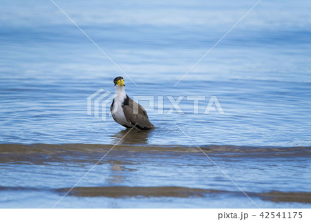 海辺のズグロトサカゲリ 42541175